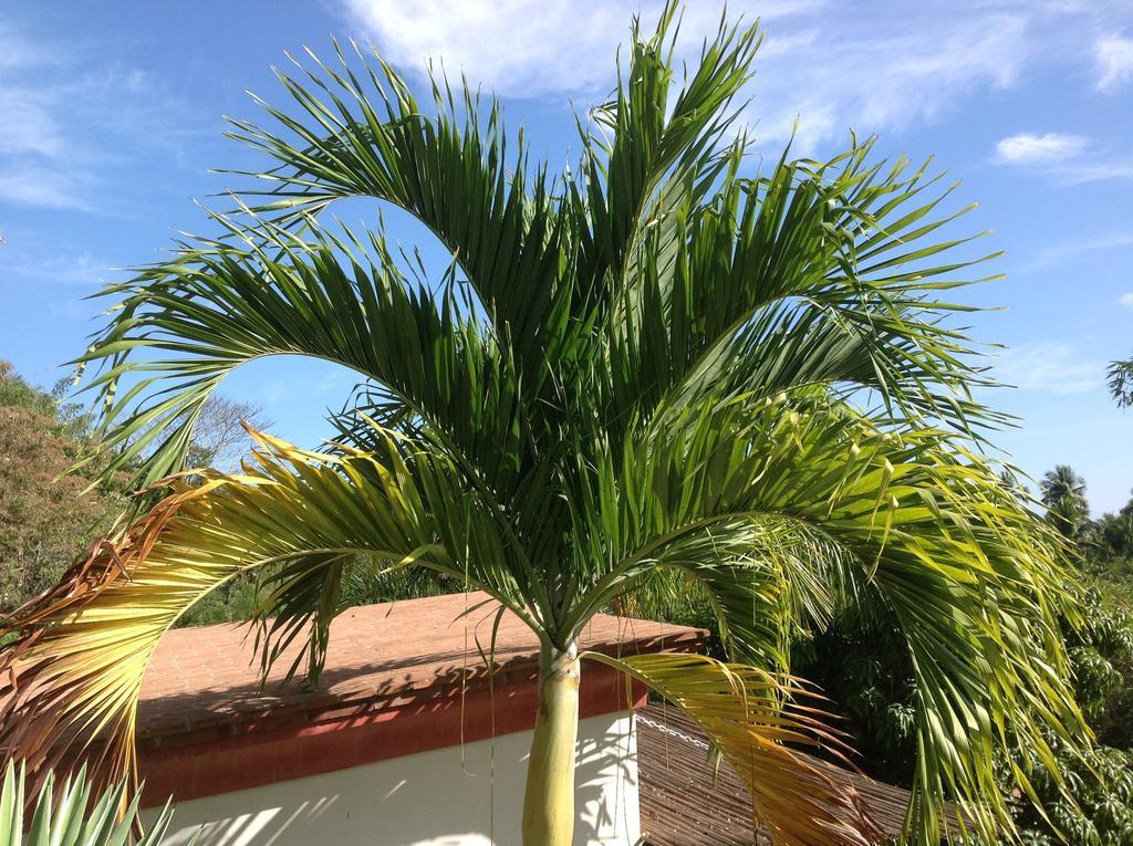 Casa Flor De Mar Hotel Zipolite Luaran gambar