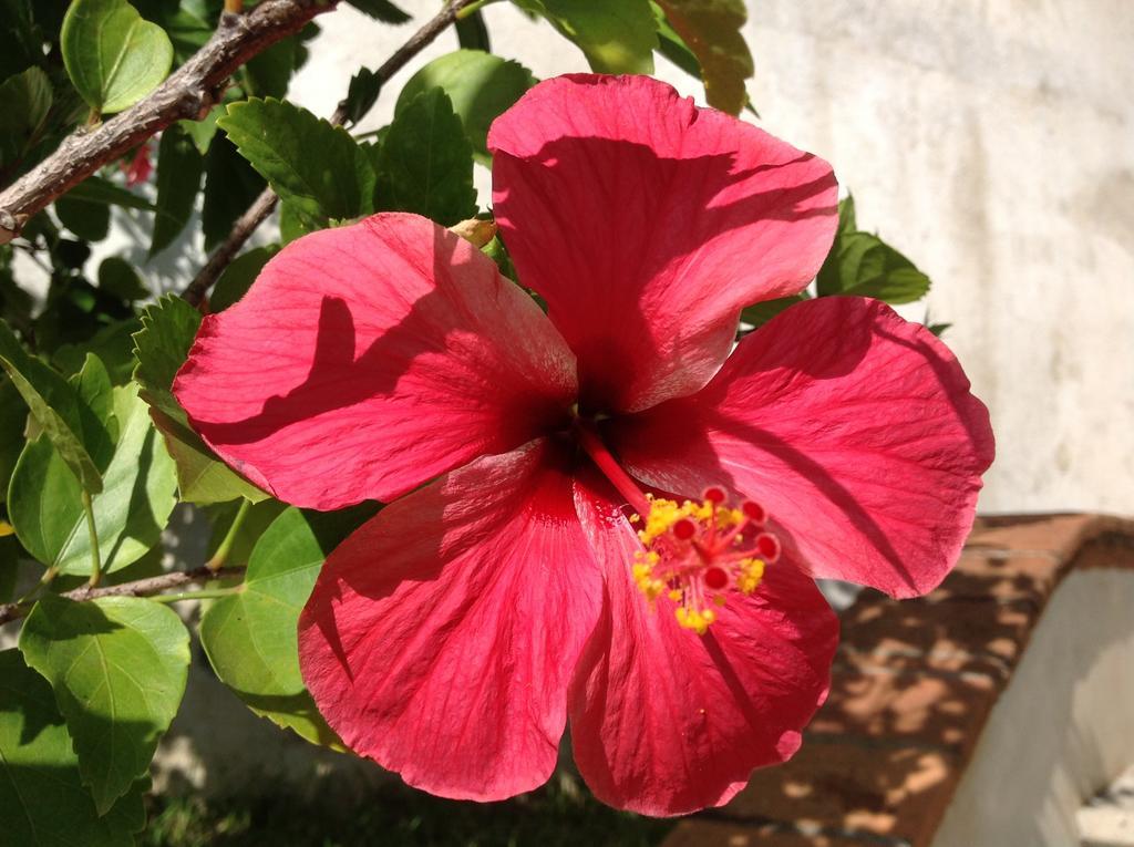Casa Flor De Mar Hotel Zipolite Luaran gambar