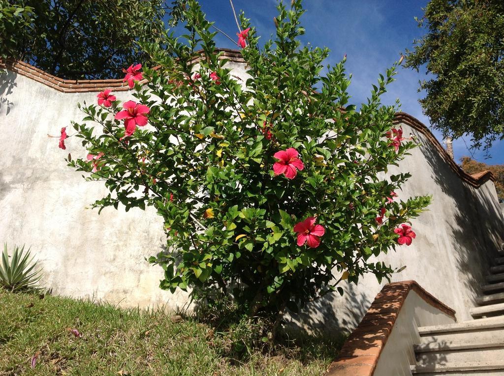 Casa Flor De Mar Hotel Zipolite Luaran gambar