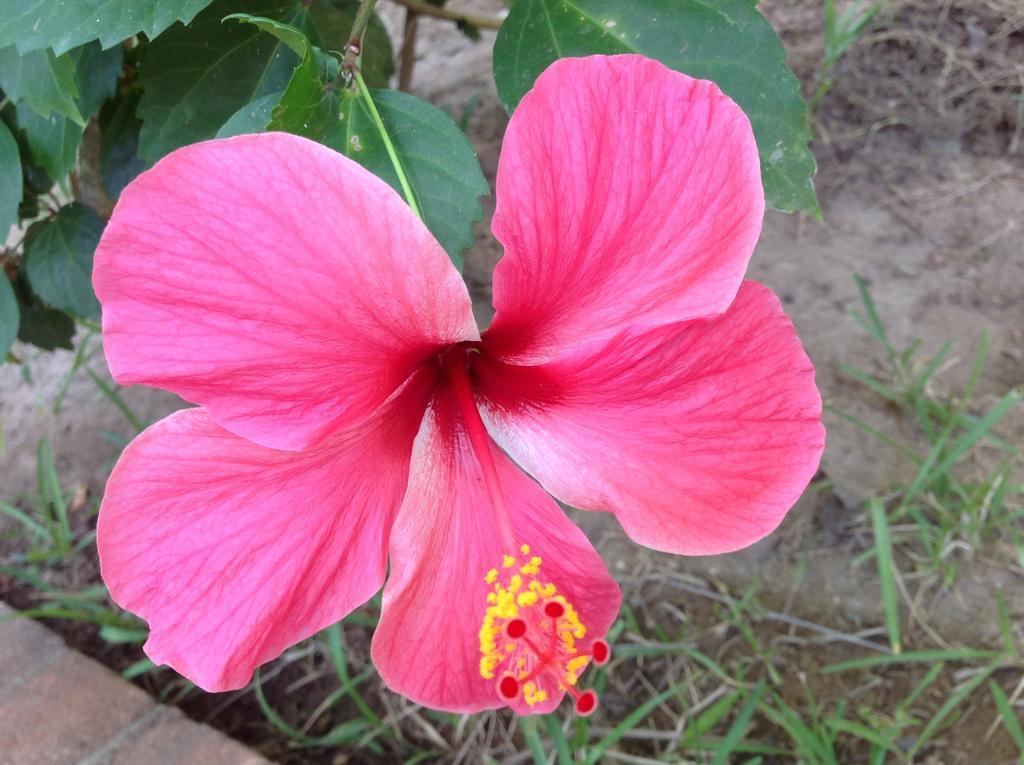 Casa Flor De Mar Hotel Zipolite Luaran gambar